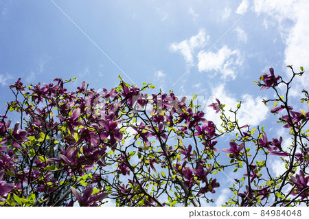 Magnolia Tulip Tree on blue sky background. Magnolia pink flowers on flowering magnolia tree Magnolia Tulip Tree on blue sky background. Magnolia pink flowers on flowering magnolia tree 84984048