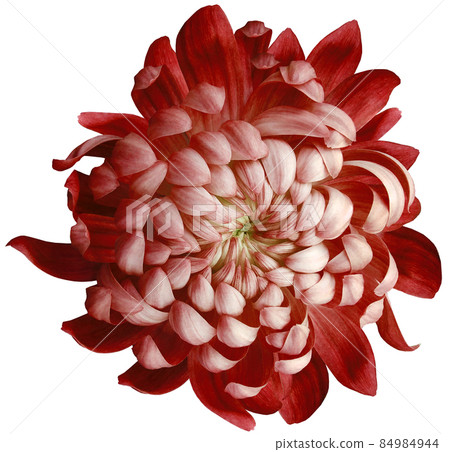 flower red  chrysanthemum . Flower isolated on a white background. No shadows with clipping path. Close-up. Nature. 84984944