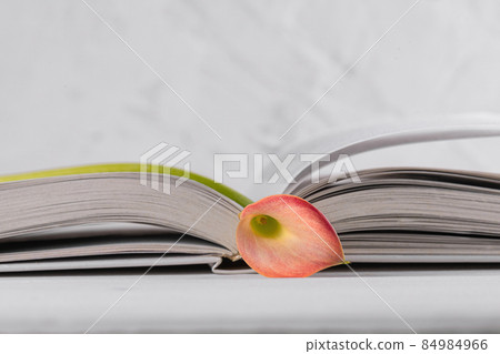 Pink Calla lily on a opened book on a white background. World Book Day, April 23, International literacy day Pink Calla lily on a opened book on a white background. World Book Day, April 23, International literacy day 84984966