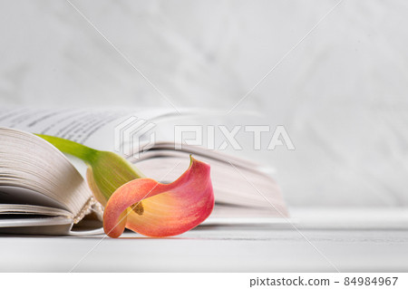 Pink Calla lily on a opened book on a white background. World Book Day, April 23, International literacy day 84984967