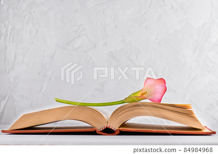 Pink Calla lily on a opened book on a white background. World Book Day, April 23, International literacy day 84984968