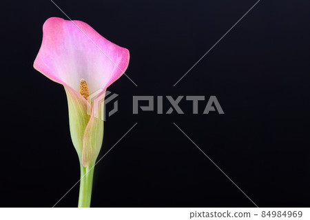 Pink Calla lilies on black background for Valentines day card or Valentines gift, birthday, dating, anniversary Pink Calla lilies on black background for Valentines day card or Valentines gift, birthday, dating, anniversary 84984969