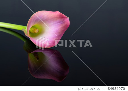 Pink Calla lilies on black background with reflection for Valentines day card, birthday, dating, anniversary Pink Calla lilies on black background with reflection for Valentines day card, birthday, dating, anniversary 84984970