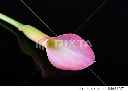 Pink Calla lilies on black background for Valentines day card or Valentines gift, birthday, dating, anniversary Pink Calla lilies on black background for Valentines day card or Valentines gift, birthday, dating, anniversary 84984971