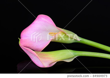 Two pink Calla lilies on black background for Valentines day card or Valentines gift, birthday, dating, anniversary Two pink Calla lilies on black background for Valentines day card or Valentines gift, birthday, dating, anniversary 84984973