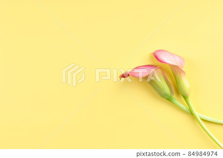 Two pink Calla lilies on yellow background for Valentines day card or Valentines gift, birthday, dating, anniversary. Two pink Calla lilies on yellow background for Valentines day card or Valentines gift, birthday, dating, anniversary. 84984974