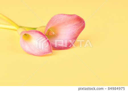 Two pink Calla lilies on yellow background for Valentines day card or Valentines gift, birthday, dating, anniversary. Two pink Calla lilies on yellow background for Valentines day card or Valentines gift, birthday, dating, anniversary. 84984975