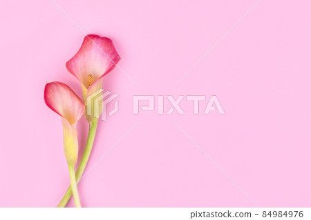 Two pink Calla lilies on pink background for Valentines day card or Valentines gift, birthday, dating, anniversary Two pink Calla lilies on pink background for Valentines day card or Valentines gift, birthday, dating, anniversary 84984976