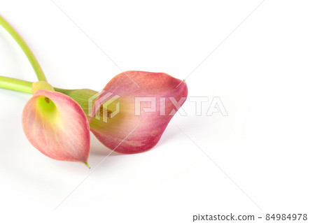 Two pink Calla lilies on white background for Valentines day card or Valentines gift, birthday, dating, anniversary Two pink Calla lilies on white background for Valentines day card or Valentines gift, birthday, dating, anniversary 84984978