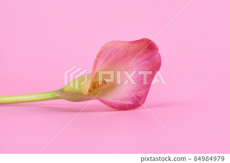 Pink Calla lilies on pink background for Valentines day card or Valentines gift, birthday, dating, anniversary Pink Calla lilies on pink background for Valentines day card or Valentines gift, birthday, dating, anniversary 84984979