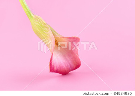 Pink Calla lilies on pink background for Valentines day card or Valentines gift, birthday, dating, anniversary Pink Calla lilies on pink background for Valentines day card or Valentines gift, birthday, dating, anniversary 84984980