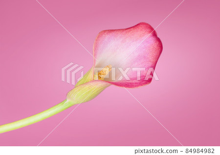 Pink Calla lilies on pink background for Valentines day card or Valentines gift, birthday, dating, anniversary Pink Calla lilies on pink background for Valentines day card or Valentines gift, birthday, dating, anniversary 84984982