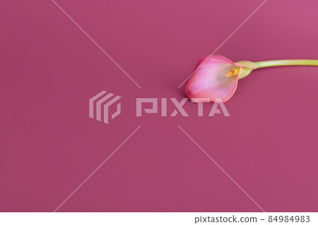 Pink Calla lilies on pink background for Valentines day card or Valentines gift, birthday, dating, anniversary Pink Calla lilies on pink background for Valentines day card or Valentines gift, birthday, dating, anniversary 84984983