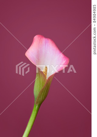 Pink Calla lilies on pink background for Valentines day card or Valentines gift, birthday, dating, anniversary Pink Calla lilies on pink background for Valentines day card or Valentines gift, birthday, dating, anniversary 84984985
