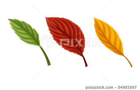 Autumn leaves set. Colorful fall foliage vector... - Stock Illustration ...