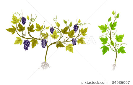 Grapevine plant growing set. Young vine seedling with green leaves and grape bunches vector illustration 84986007