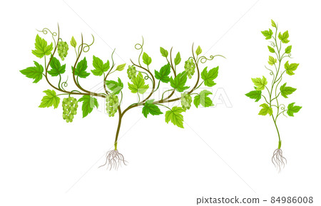 Grapevine plant growing set. Young vine seedling with green leaves, root and grape bunches vector illustration Grapevine plant growing set. Young vine seedling with green leaves, root and grape bunches vector illustration 84986008
