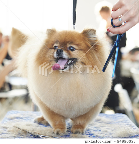 Haircut of a red Pomeranian with scissors in an animal Salon Haircut of a red Pomeranian with scissors in an animal Salon 84986053