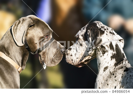 Two beautiful big Great Danes look into each other's eyes, close-up portrait Two beautiful big Great Danes look into each other's eyes, close-up portrait 84986054
