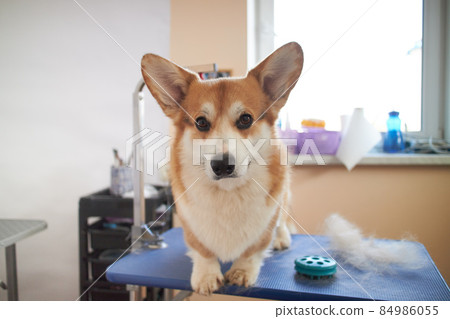 Funny portrait of a pembroke welsh corgi dog after trimming Funny portrait of a pembroke welsh corgi dog after trimming 84986055