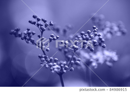 Violet background. Trendy color very peri in the 2022 year. Buds meadowsweet 84986915