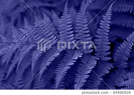 Beautiful violet fern close up. Floral texture and background, pattern. Trendy color very peri in the 2022 year. Creative image. Beautiful violet fern close up. Floral texture and background, pattern. Trendy color very peri in the 2022 year. Creative image. 84986926