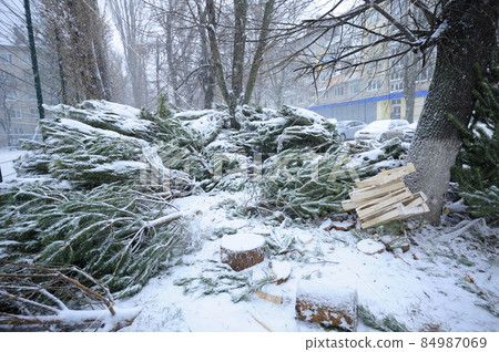 Unsold and abounded pines and firs left by sellers after Christmas holidays, Ukraine Unsold and abounded pines and firs left by sellers after Christmas holidays, Ukraine 84987069