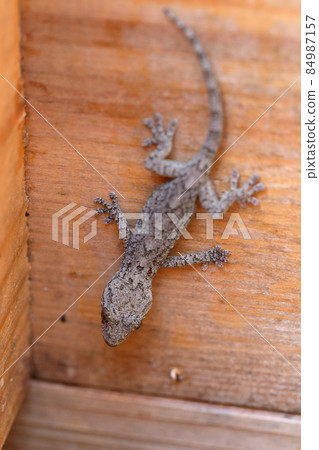 Auspicious gecko that eats pests Auspicious gecko that eats pests 84987157