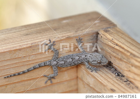Auspicious gecko that eats pests Auspicious gecko that eats pests 84987161
