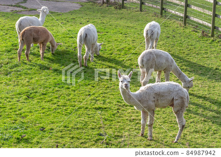 Group of alpacas in field, Derbyshire, UK. 84987942