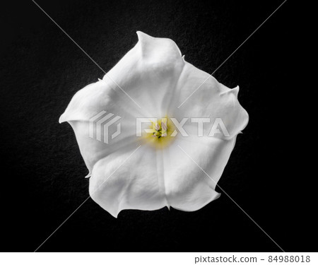 Delicate flower on black background. Close up. 84988018