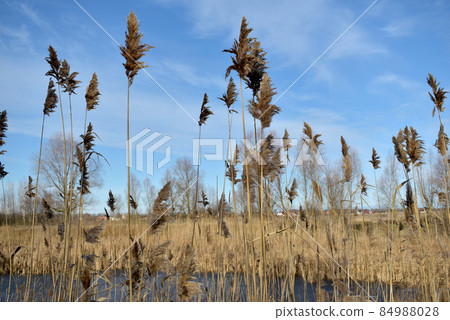 Dry stems of reeds against the blue sky. 84988028