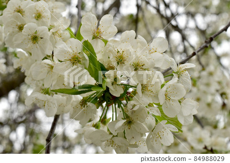 Blooming apple tree branch in white. 84988029