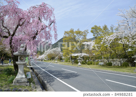 Spring Hiyoshi Taisha Omotesando Sakura, Sakamoto, Otsu City, Shiga Prefecture Spring Hiyoshi Taisha Omotesando Sakura, Sakamoto, Otsu City, Shiga Prefecture 84988281