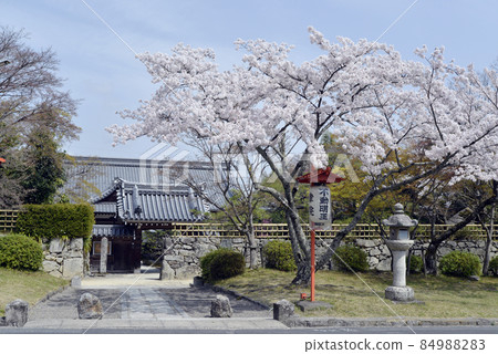 滋賀縣大津市坂本表參道比叡山立院前的春天日吉大社櫻花 84988283