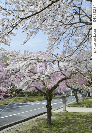 滋賀縣大津市坂本日吉大社表參道櫻花 滋賀縣大津市坂本日吉大社表參道櫻花 84988284
