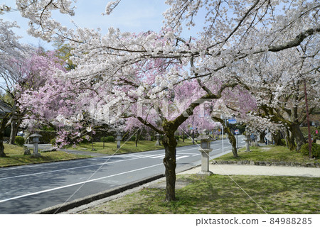滋賀縣大津市坂本日吉大社表參道櫻花 84988285