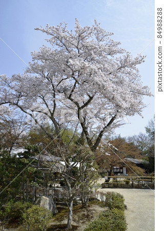 滋賀縣大津市坂本比叡山立院院內櫻花日吉大社 84988288