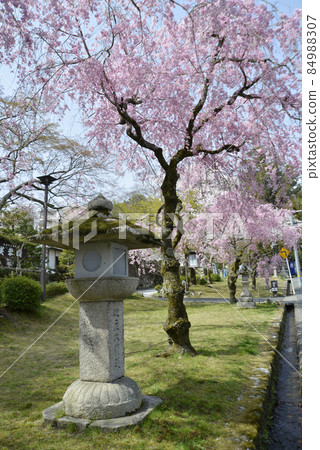 Spring Hiyoshi Taisha Shrine Omotesando Lanterns and Cherry Blossoms Sakamoto, Otsu City, Shiga Prefecture 84988307