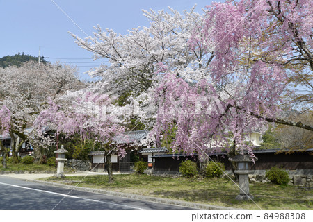 Spring Hiyoshi Taisha Omotesando Sakura, Sakamoto, Otsu City, Shiga Prefecture Spring Hiyoshi Taisha Omotesando Sakura, Sakamoto, Otsu City, Shiga Prefecture 84988308