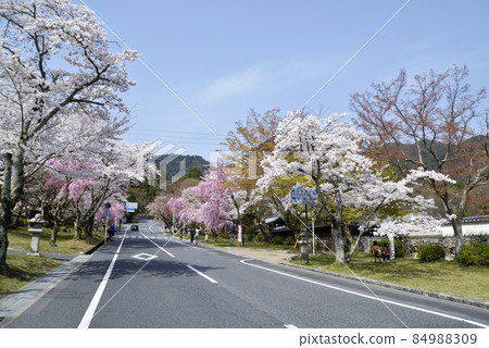 滋賀縣大津市坂本日吉大社表參道櫻花 滋賀縣大津市坂本日吉大社表參道櫻花 84988309