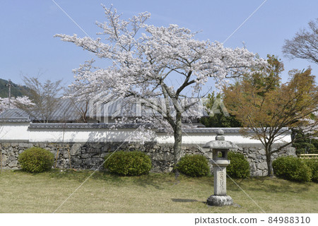 Spring Hiyoshi Taisha Omotesando Sakura, Sakamoto, Otsu City, Shiga Prefecture Spring Hiyoshi Taisha Omotesando Sakura, Sakamoto, Otsu City, Shiga Prefecture 84988310
