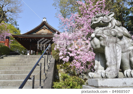 Spring Kensho Shrine Haiden and guardian dog Shino, Kita-ku, Kyoto 84988507