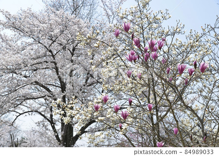 Purple magnolia and cherry blossoms Purple magnolia and cherry blossoms 84989033