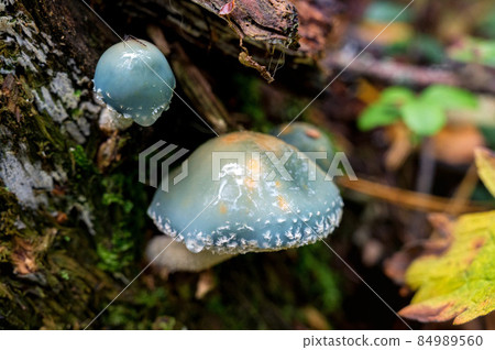 Close-up view of stropharia aeruginosa or the verdigris agaric mushrom Close-up view of stropharia aeruginosa or the verdigris agaric mushrom 84989560