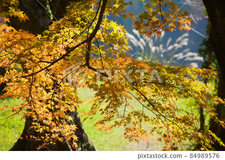 藺Mutaike的秋葉 藺Mutaike的秋葉 84989576