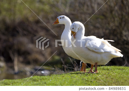 Two white big geese peacefully standing together in green grassy meadow with dark blurred forest behind on bright sunny day. Beauty of birds, domestic poultry farming and wild life protection concept Two white big geese peacefully standing together in green grassy meadow with dark blurred forest behind on bright sunny day. Beauty of birds, domestic poultry farming and wild life protection concept 84989831