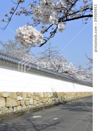 京都市山科區的春天觀修寺、櫻花 84989953