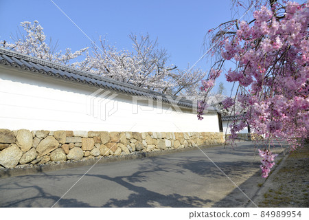 京都市山科區的春天觀修寺、櫻花 84989954