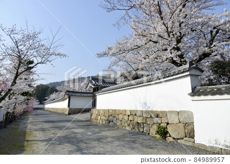 京都市山科區的春天觀修寺、櫻花 京都市山科區的春天觀修寺、櫻花 84989957